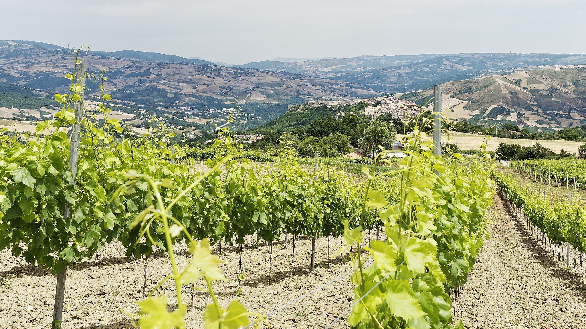 Vigneti Il Colle Tinto